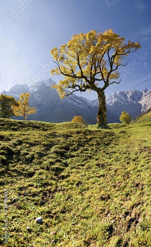 Glowing autumnal maple tree, snow-covered mountains, Grosser Ahornboden, Karwendel, Austria, Europe photo