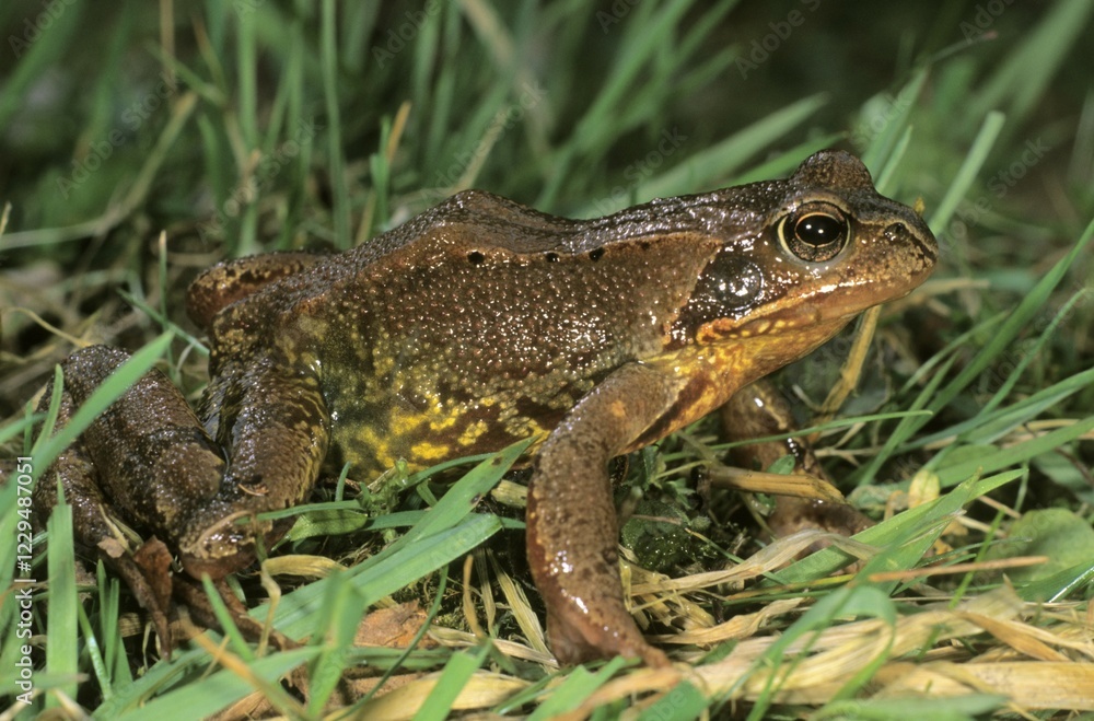 Fototapeta premium Common Frog (Rana temporaria) foraging