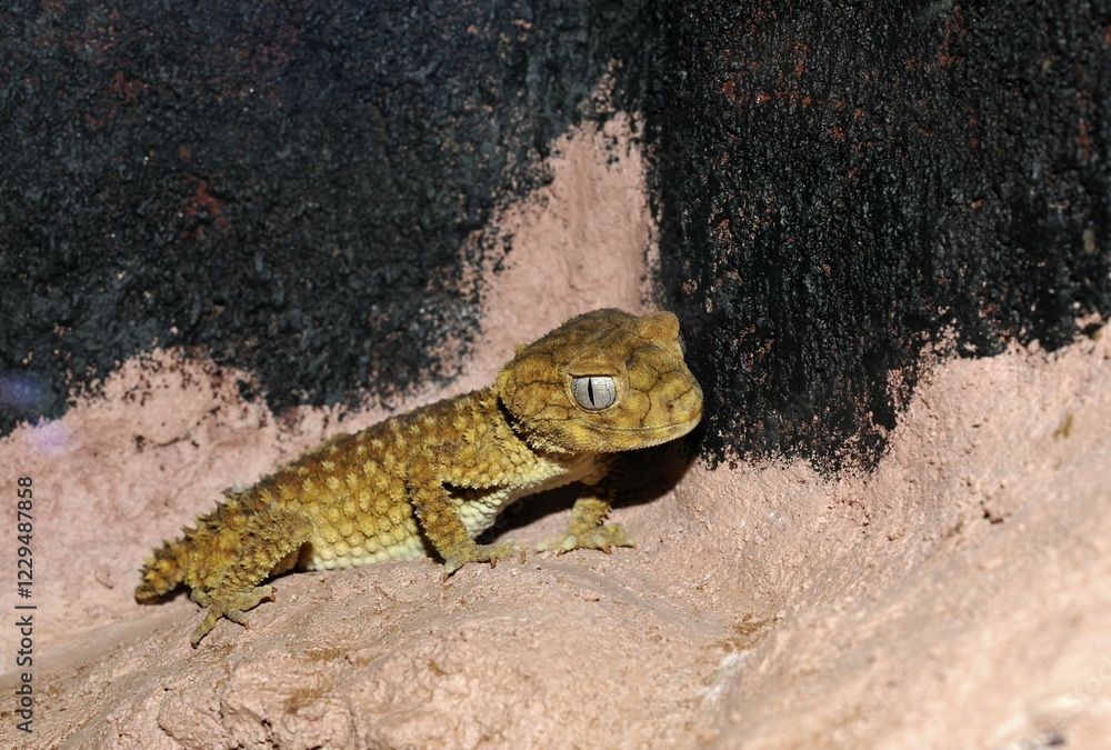 Rough Central Knob-tailed Gecko (Nephrurus amyae), Northern Territory, Australia, Oceania