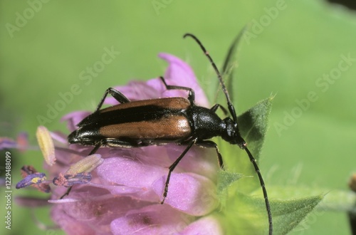 Wallpaper Mural Longhorn Beetle or Longicorn (Leptura livida) Torontodigital.ca