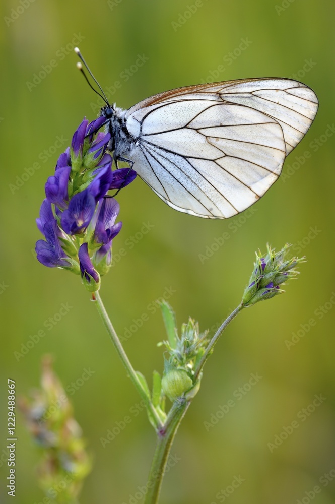 Naklejka premium Black-veined white (Aporia crataegi) on a flower