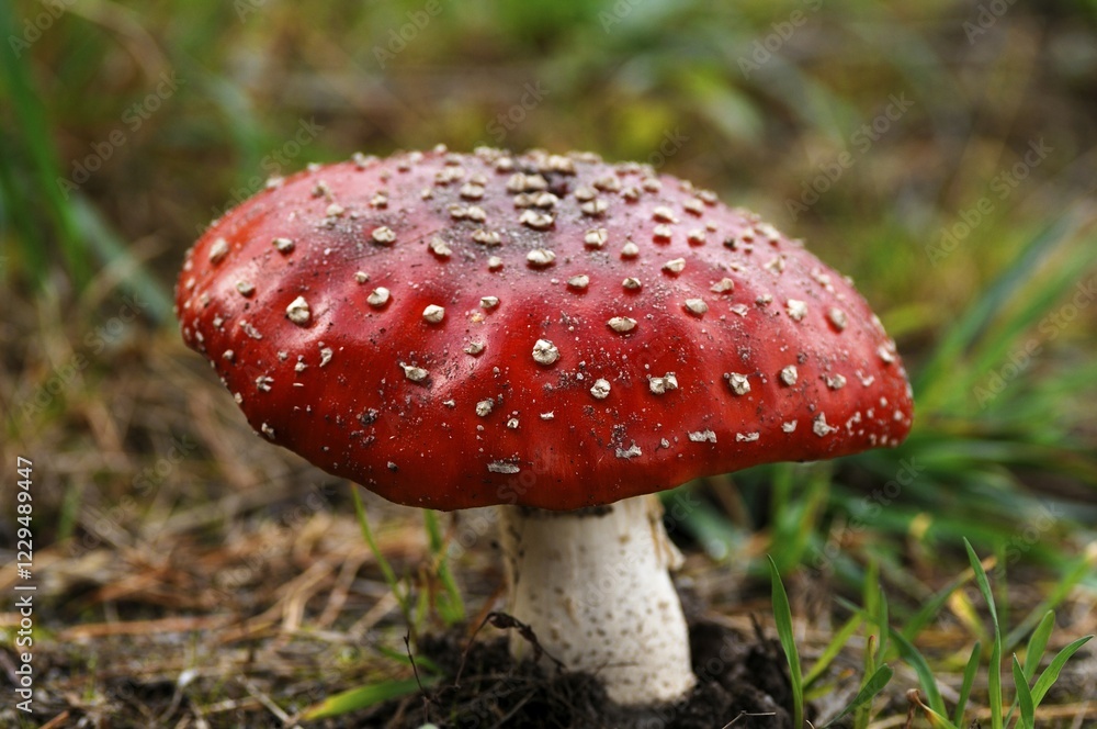 Fly Agaric (Amanita muscaria var muscaria) Fly Agaric (Amanita muscaria var muscaria)
