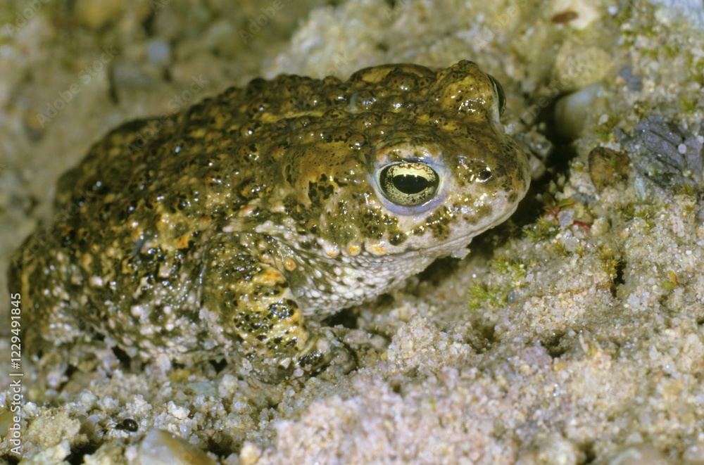 Natterjack toad (Bufo calamita) in a sand pit Natterjack toad (Bufo calamita) in a sand pit
