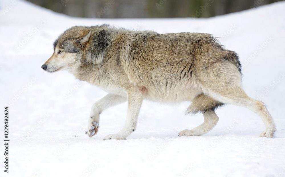 Mackenzie Valley Wolf, Alaskan Tundra Wolf or Canadian Timber Wolf (Canis lupus lycaon) in the snow, displaying low rank with tail tucked between hind legs, attitude of humility