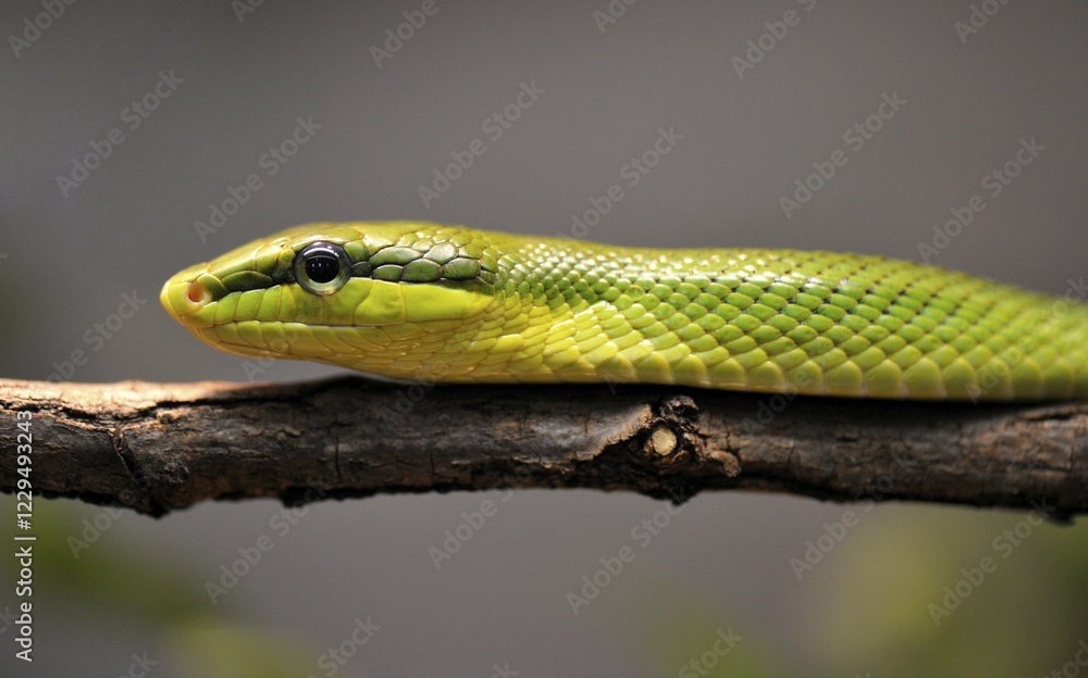 Red-tailed rattle snake (Gonyosoma oxycephala) Red-tailed rattle snake (Gonyosoma oxycephala)