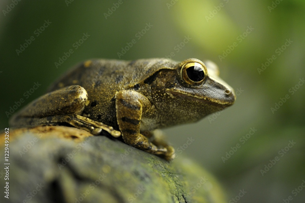 Common Tree Frog, Four-lined Tree Frog, or White-lipped Tree Frog (Polypedates leucomystax), Greater Sunda Islands, South East Asia Common Tree Frog, Four-lined Tree Frog, or White-lipped Tree Frog (Polypedates leucomystax), Greater Sunda Islands, South East Asia