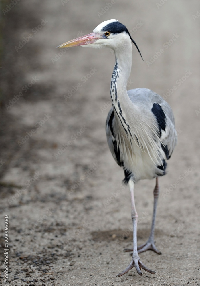 Grey Heron (Ardea cinerea) Grey Heron (Ardea cinerea)