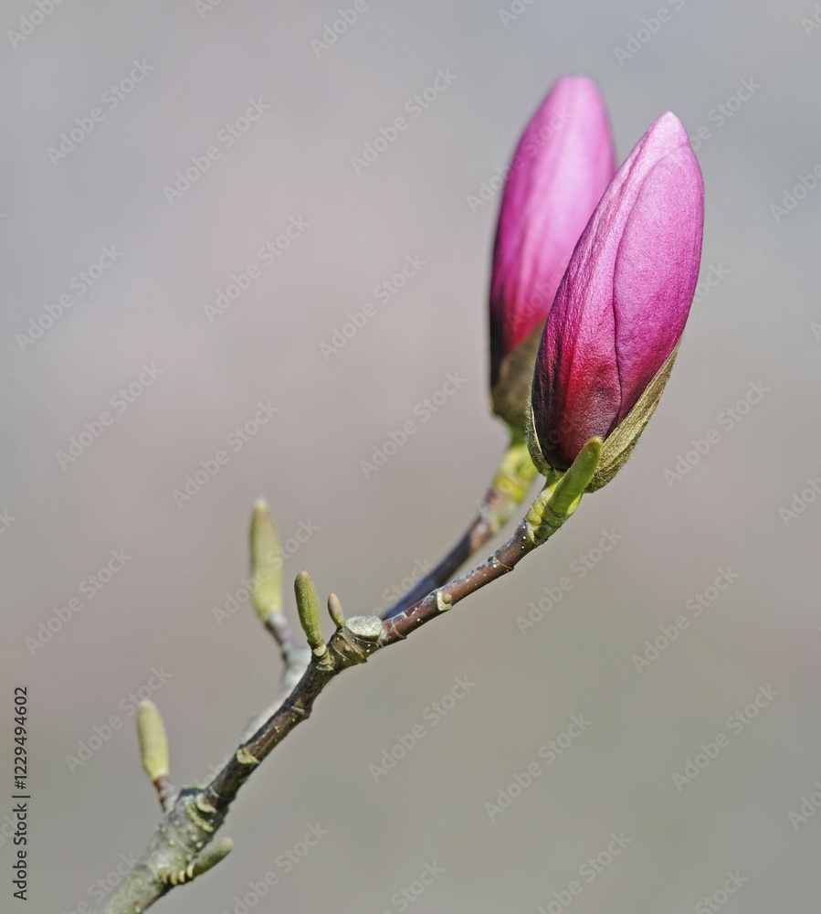 Blossom of the Saucer Magnolia (Magnolia x soulangeana), Amabilis cultivated form Blossom of the Saucer Magnolia (Magnolia x soulangeana), Amabilis cultivated form