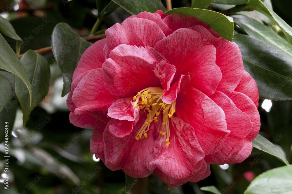 Fototapeta premium Flower, Camellia (Camellia japonica)