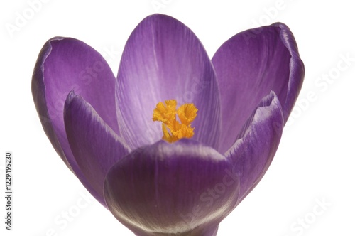 Crocus (Crocus), violet photo