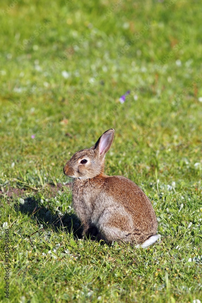 Young European Rabbit (Oryctolagus cuniculus) Young European Rabbit (Oryctolagus cuniculus)