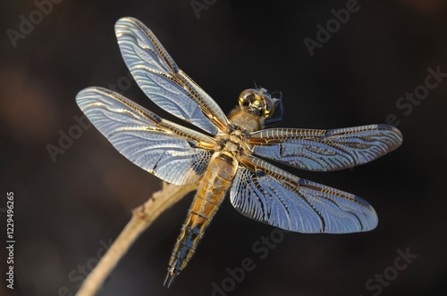 Four-spotted chaser, Four-spotted skimmer (Libellula quadrimaculata) photo