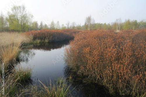 Bog Myrtle or Sweet Gale shrubs (Myrica gale) in the raised bog Tinner Box, Lower Saxony, Germany, Europe photo