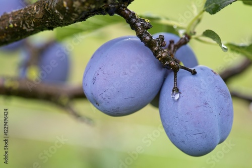 Plums (Prunus domestica) on the tree, Obersoellbach, Hohenlohe, Baden-Wuerttemberg, Germany, Europe photo