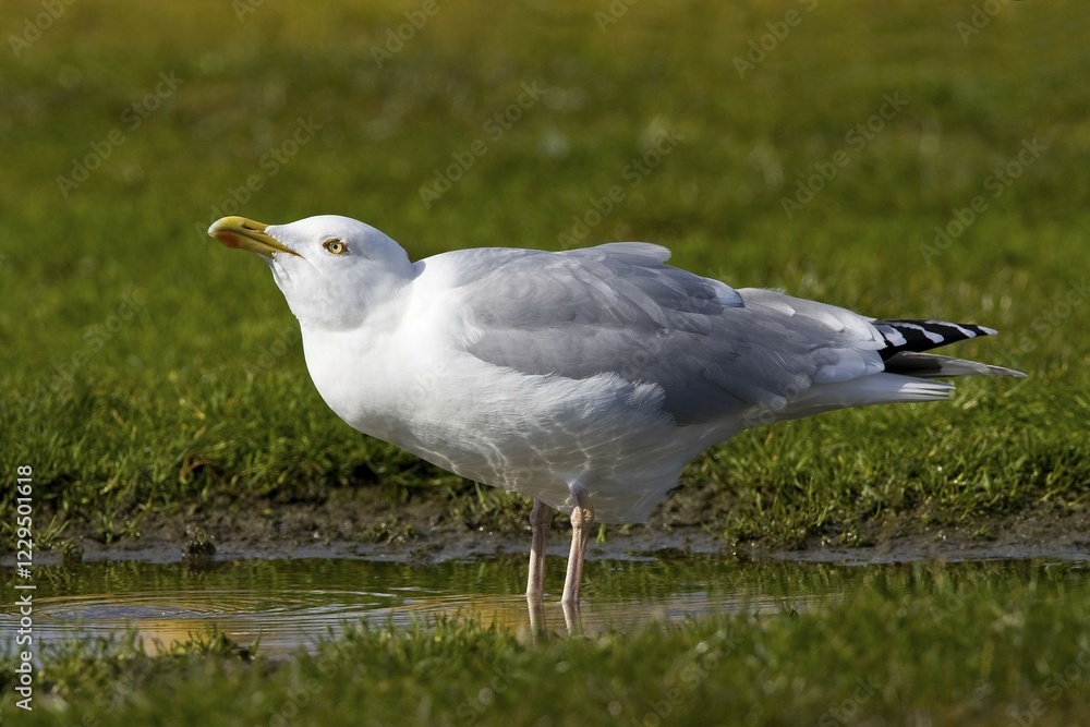 Herring Gull (Larus argentatus) drinking water from a puddle, Buesum, North Sea coast, Schleswig-Holstein, Germany, Europe Herring Gull (Larus argentatus) drinking water from a puddle, Buesum, North Sea coast, Schleswig-Holstein, Germany, Europe