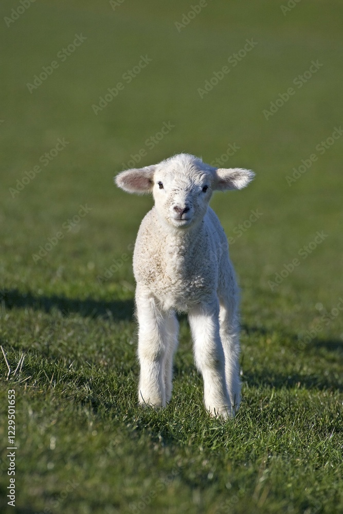 Lamb (Ovis ammon f. aries) on a pasture, Nordfriesland, Schleswig-Holstein, Germany, Europe Lamb (Ovis ammon f. aries) on a pasture, Nordfriesland, Schleswig-Holstein, Germany, Europe