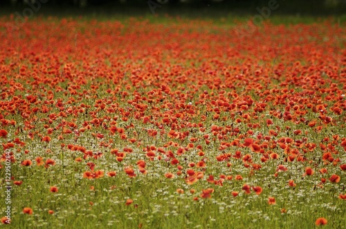 Corn Poppies or Field Poppies (Papaver rhoeas) growing on a meadow, Brand, Middle Franconia, Bavaria, Germany, Europe photo