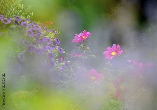 Meadow with Lavender (Lavandula angustifolia) and Cosmos, Mexican Aster (Cosmos bipinnatus) photo