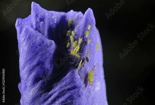 Louse (Aphididae) on an Iris (Iris Germanica) photo