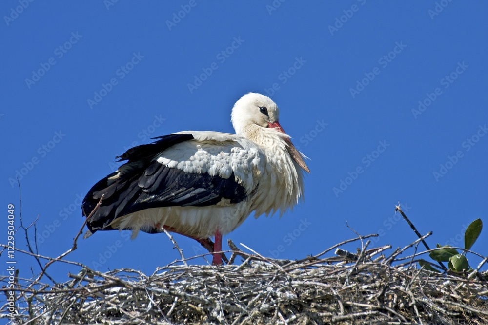 Fototapeta premium White Stork (Ciconia ciconia), Adebar, perched on its nest, Stork Village Bergenhusen, Schleswig-Holstein, Germany, Europe