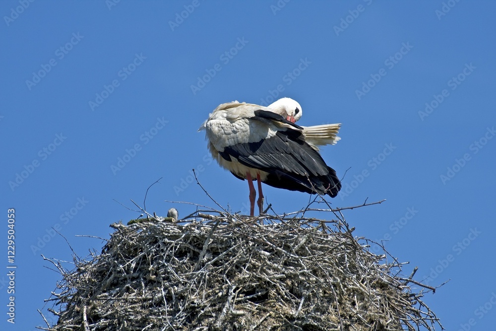 Fototapeta premium White Stork (Ciconia ciconia), Adebar, perched on its nest, cleaning its plumage, Stork Village Bergenhusen, Schleswig-Holstein, Germany, Europe