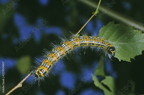 Buff-tip Caterpillar (Phalera bucephala) feeding photo