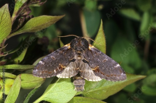 Iron Prominent Moth (Notodonta dromedarius) photo