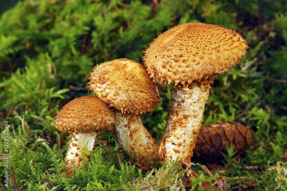 Flaming Scalycap (Pholiota flammans) Flaming Scalycap (Pholiota flammans)
