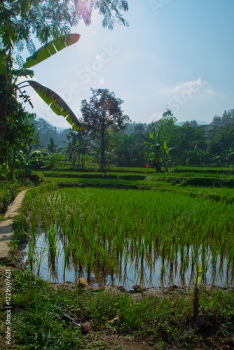 Reisfeld Indonesien Java