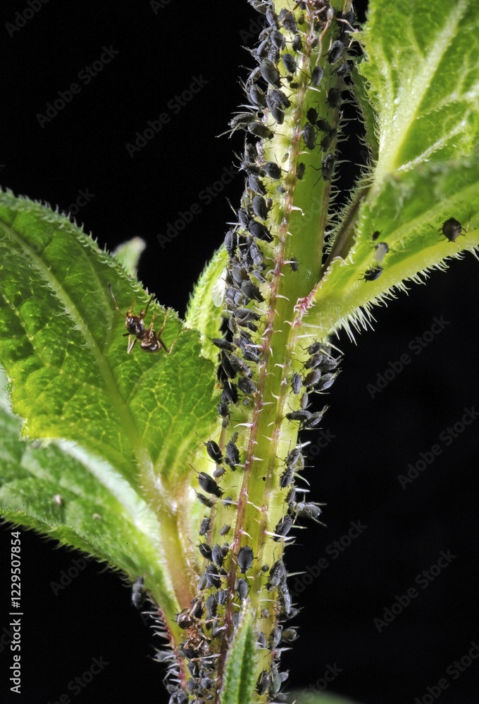 Aphids or Plant Lice (Aphidoidea) being milked by ants (Formidicae) Aphids or Plant Lice (Aphidoidea) being milked by ants (Formidicae)