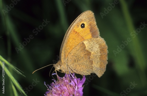 Meadow Brown (Maniola jurtina), female drinking nectar photo