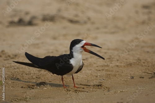 Black Skimmer (Rynchops niger), Pantanal, Mato Grosso, Brazil, South America photo