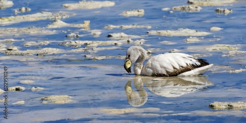 Young Puna or Jamess Flamingo (Phoenicoparrus jamesi), Laguna Hedionda, Potosi, Bolivia, South America photo