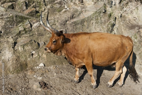 Cachena cow, Peneda Geres National Park, Minho province, Portugal, Europe photo