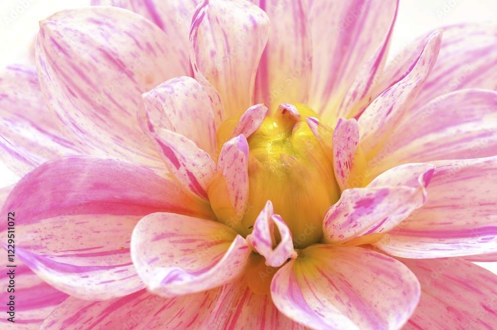 Flowering Dahlia (Dahlia) Flowering Dahlia (Dahlia)