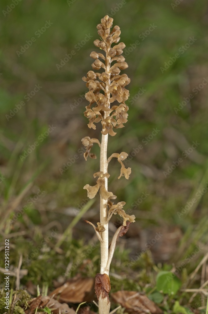 Bird's-nest Orchid (Neottia nidus-avis), Untergroeningen, Baden-Wuerttemberg, Germany, Europe Bird's-nest Orchid (Neottia nidus-avis), Untergroeningen, Baden-Wuerttemberg, Germany, Europe