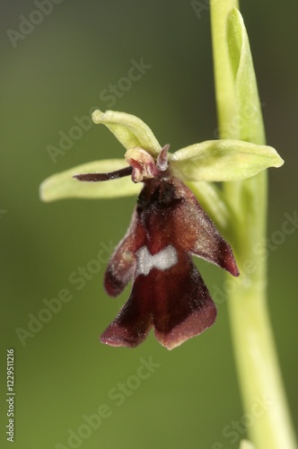 Fly Orchid (Ophrys insectifera), single flower, Bargau, Baden-Wuerttemberg, Germany, Europe photo