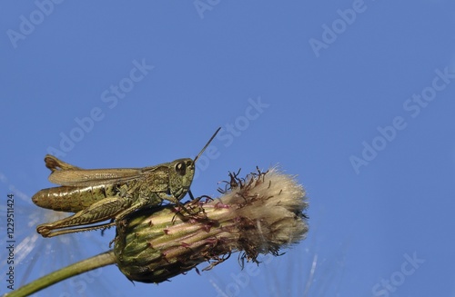 Common field grashopper (Chorthippus brunneus) on a creeping thistle (Cirsium arvense) photo