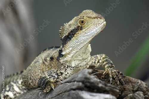 Australian Water Dragon (Physignathus lesueurii) , Australia, Oceania photo