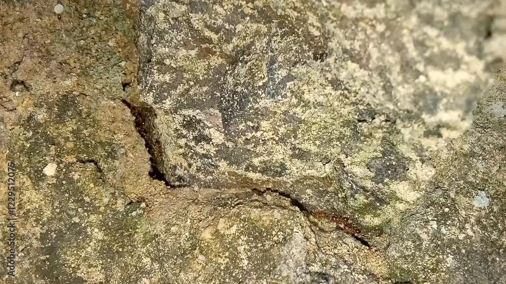 Semut di bebatuan Semut di bebatuan