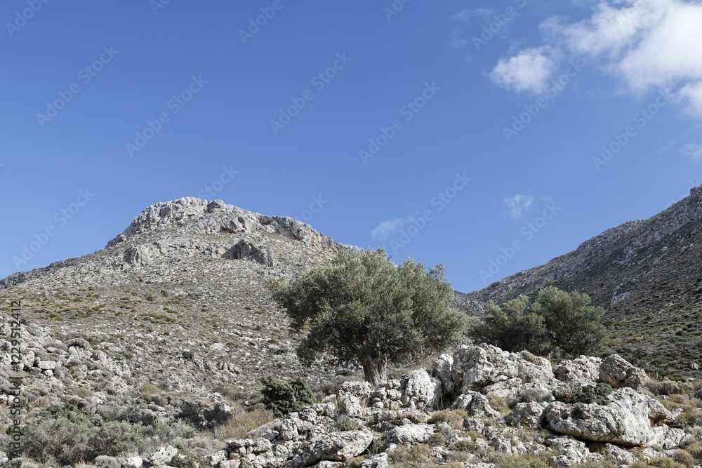 Olive trees near Hohlakies (Chochlakies), Crete, Greece, Europe