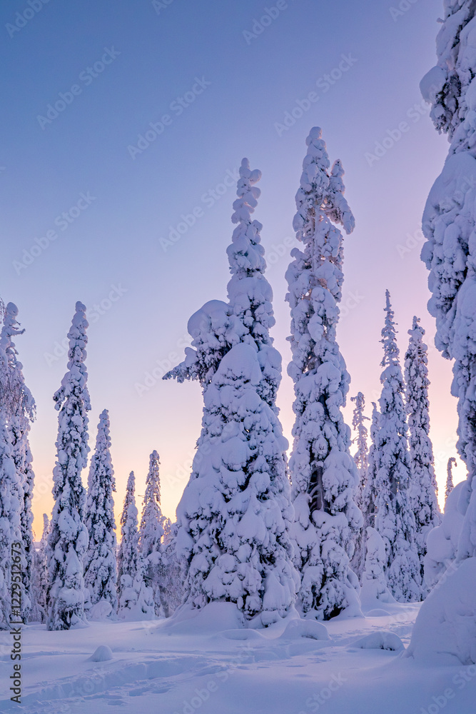 winter landscape with trees