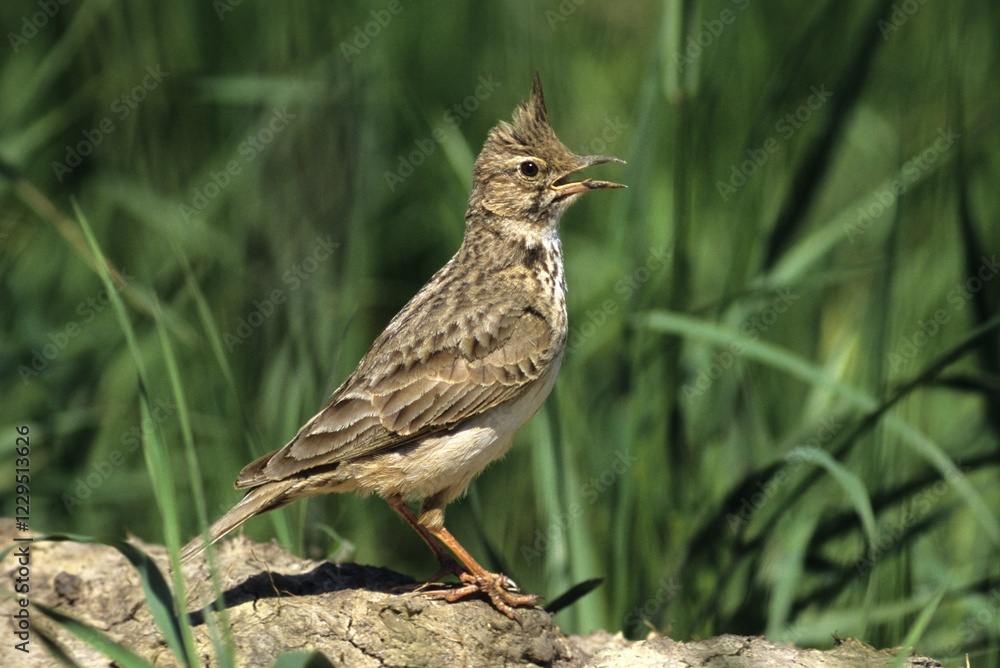 Fototapeta premium Crested lark (Galerida cristata), lark, Hortobagy- Puszta, Hungary, Europe