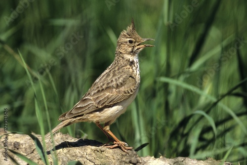 Crested lark (Galerida cristata), lark, Hortobagy- Puszta, Hungary, Europe photo