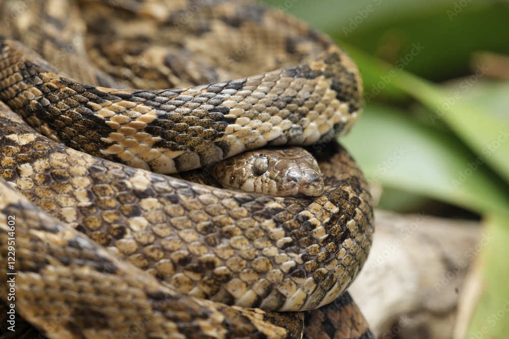 Lyre Snake (Trimorphodon biscutatus), Costa Rica, Central America Lyre Snake (Trimorphodon biscutatus), Costa Rica, Central America