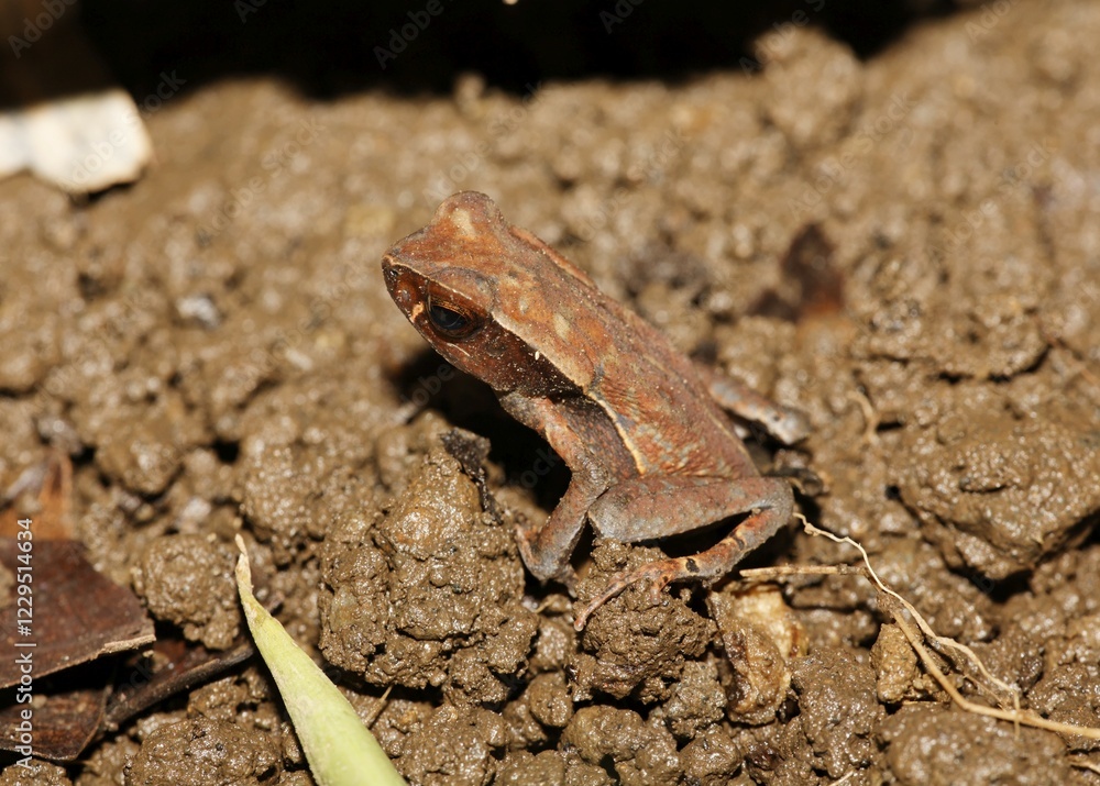 Small frog Costa Rica Small frog Costa Rica