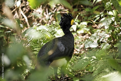 Greater Curassow (Crax rubra) male, Cracidae, Costa Rica, Central America photo