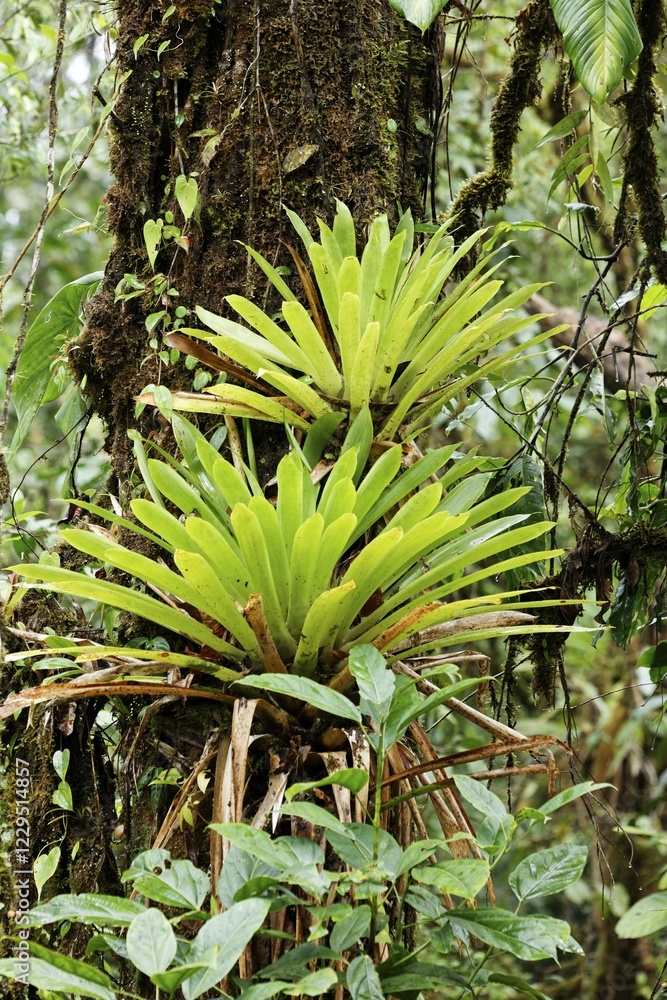 Bromeliads in rainforest, Rara Avis, Las Horquetas, Costa Rica, Central America Bromeliads in rainforest, Rara Avis, Las Horquetas, Costa Rica, Central America