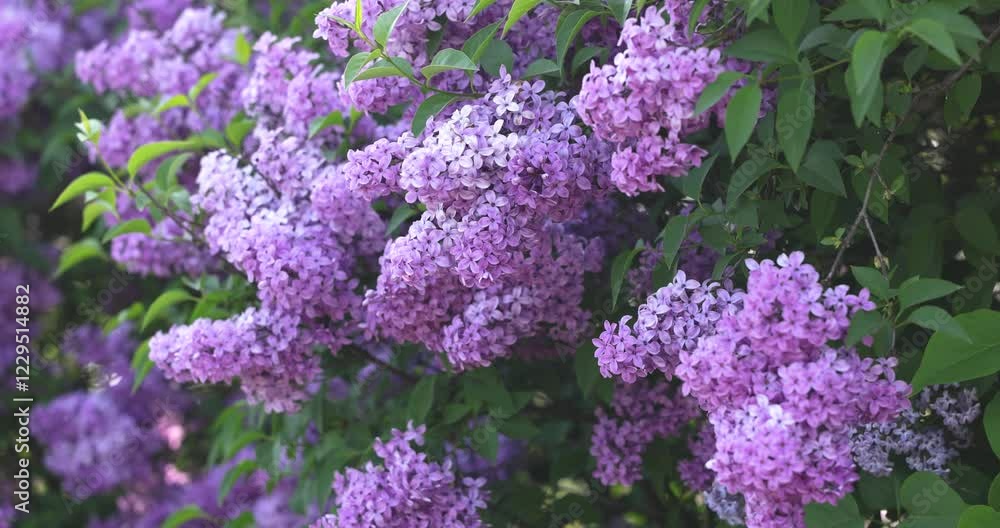Beautiful purple lilac flowers blooming in spring Beautiful purple lilac flowers blooming in spring