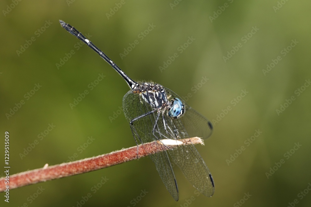 Fototapeta premium Dragonfly Micrathyria aequalis, Costa Rica, Central America